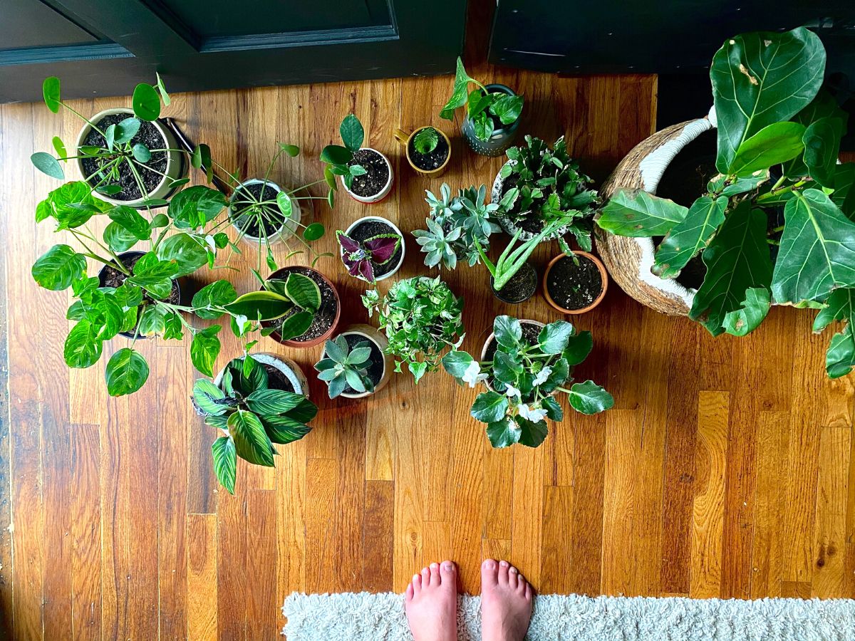 10 tips to have healthier and happier houseplants
