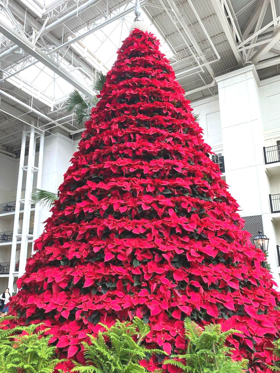 A real poinsettia tree in Gaylord resort in Nashville