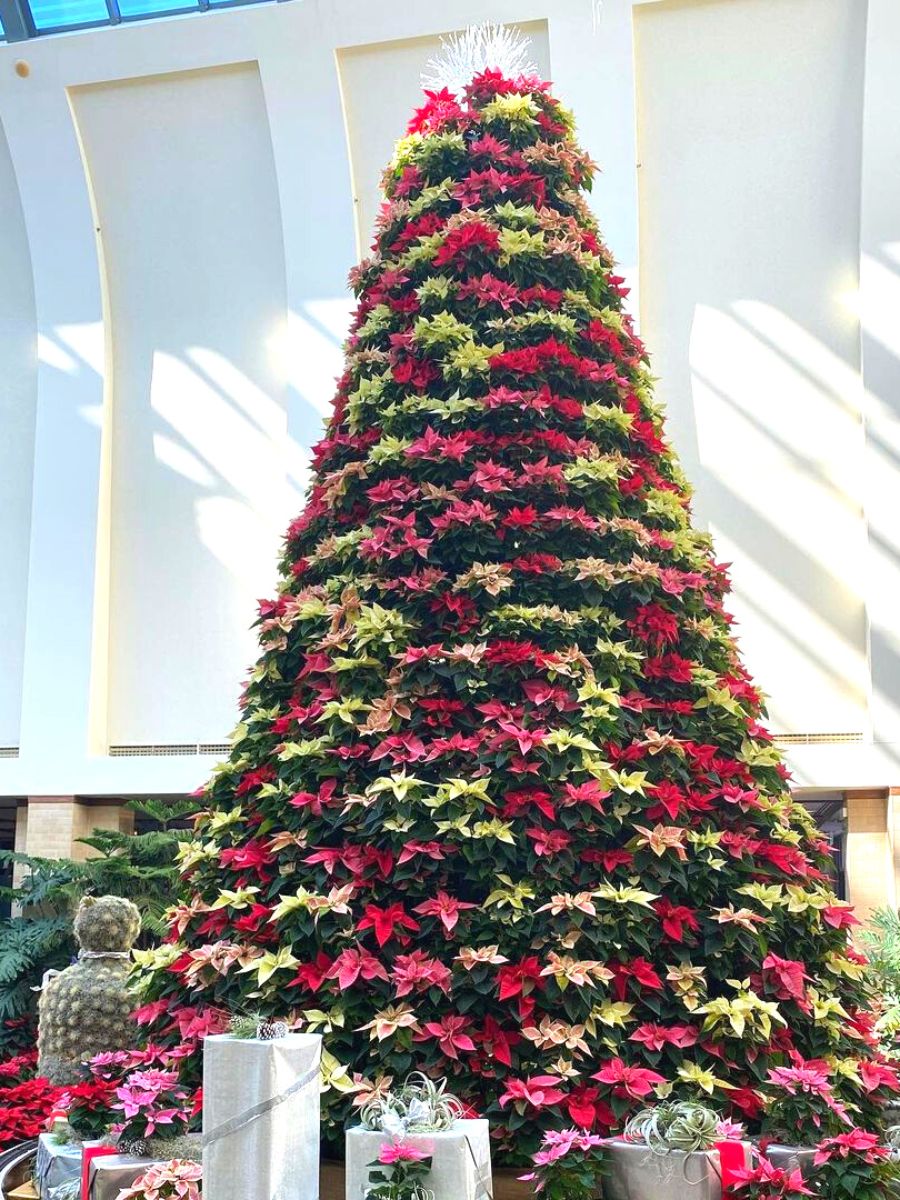 Pink red and white poinsettia tree