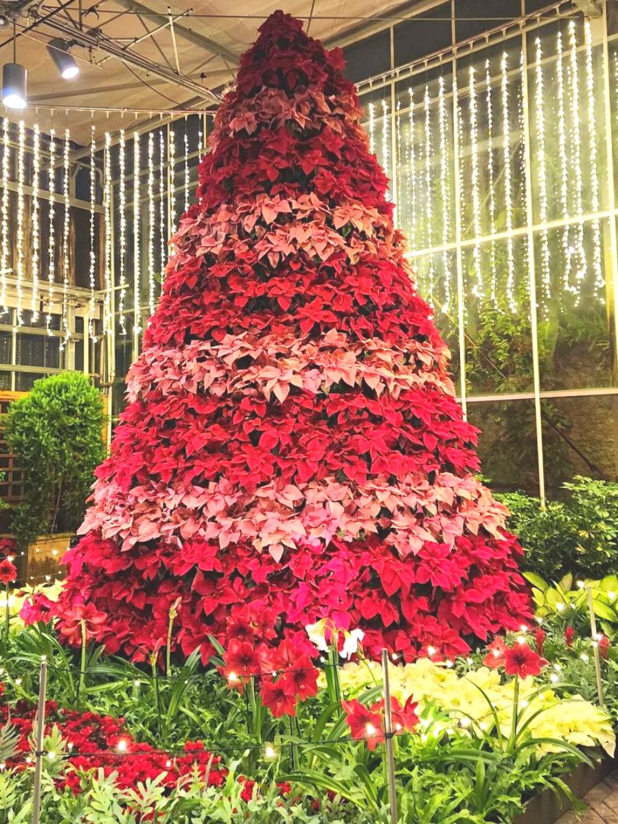 Multi color poinsettia tree for Christmas