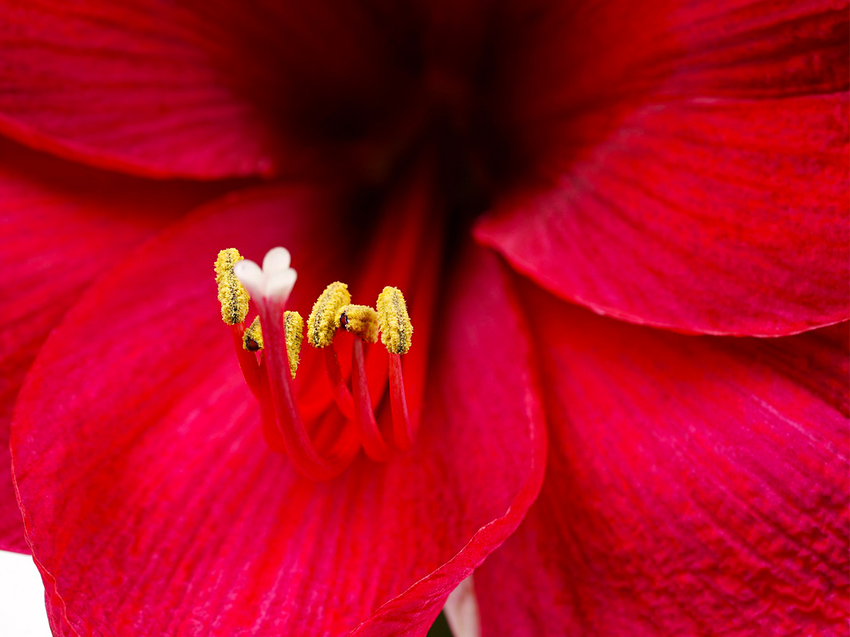 Red Amaryllis close up by Decorum Company