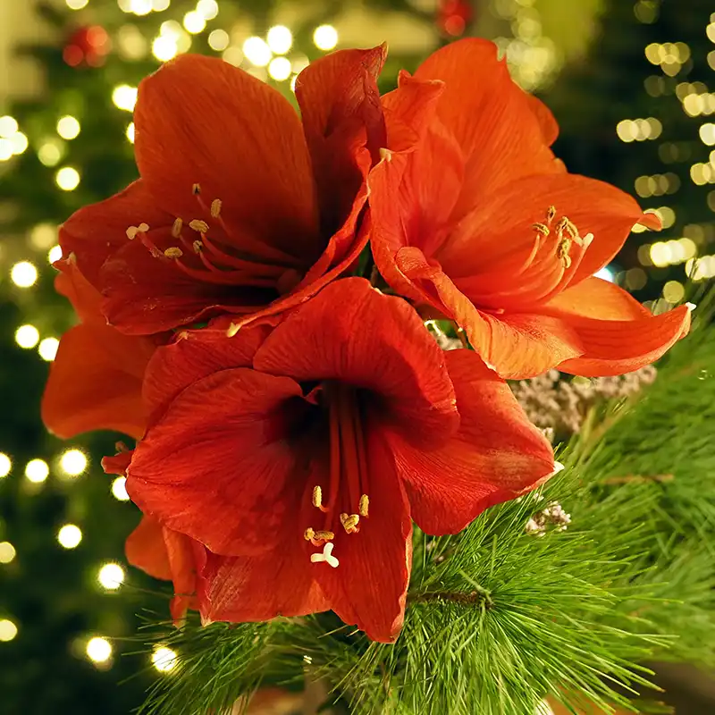 The Uniqueness of the Amaryllis for the Christmas Season