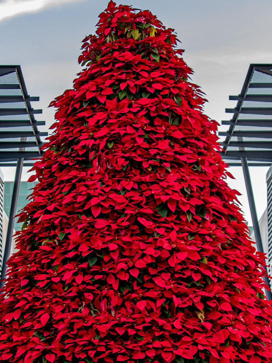 Poinsettia Christmas Tree by Luis Rojas