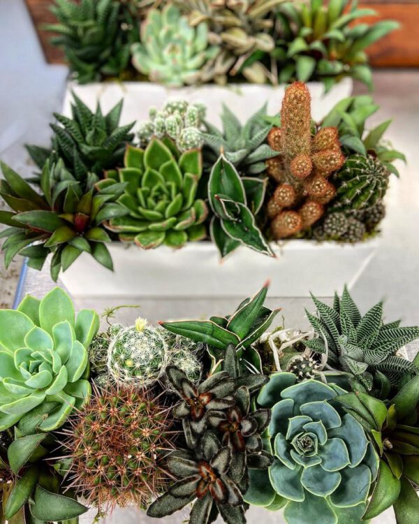 A Floral Interview With Delia Chen of Yacht Flowers Succulents