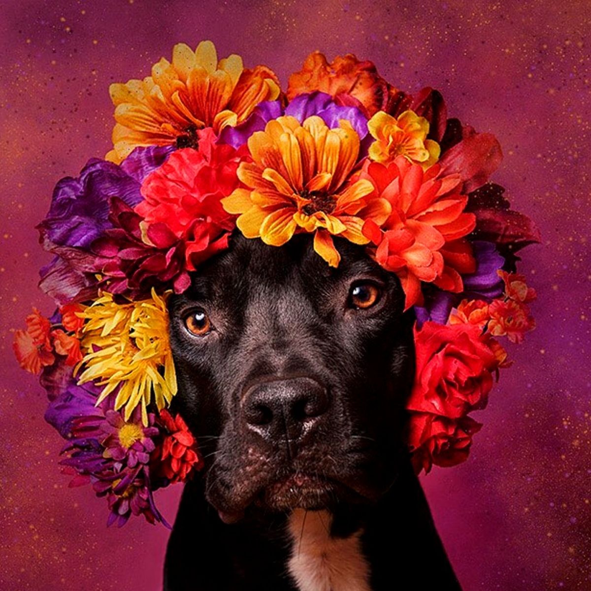 Sophie Gamand’s Revolutionary Portraits of Pit Bulls Donning Flower Crowns