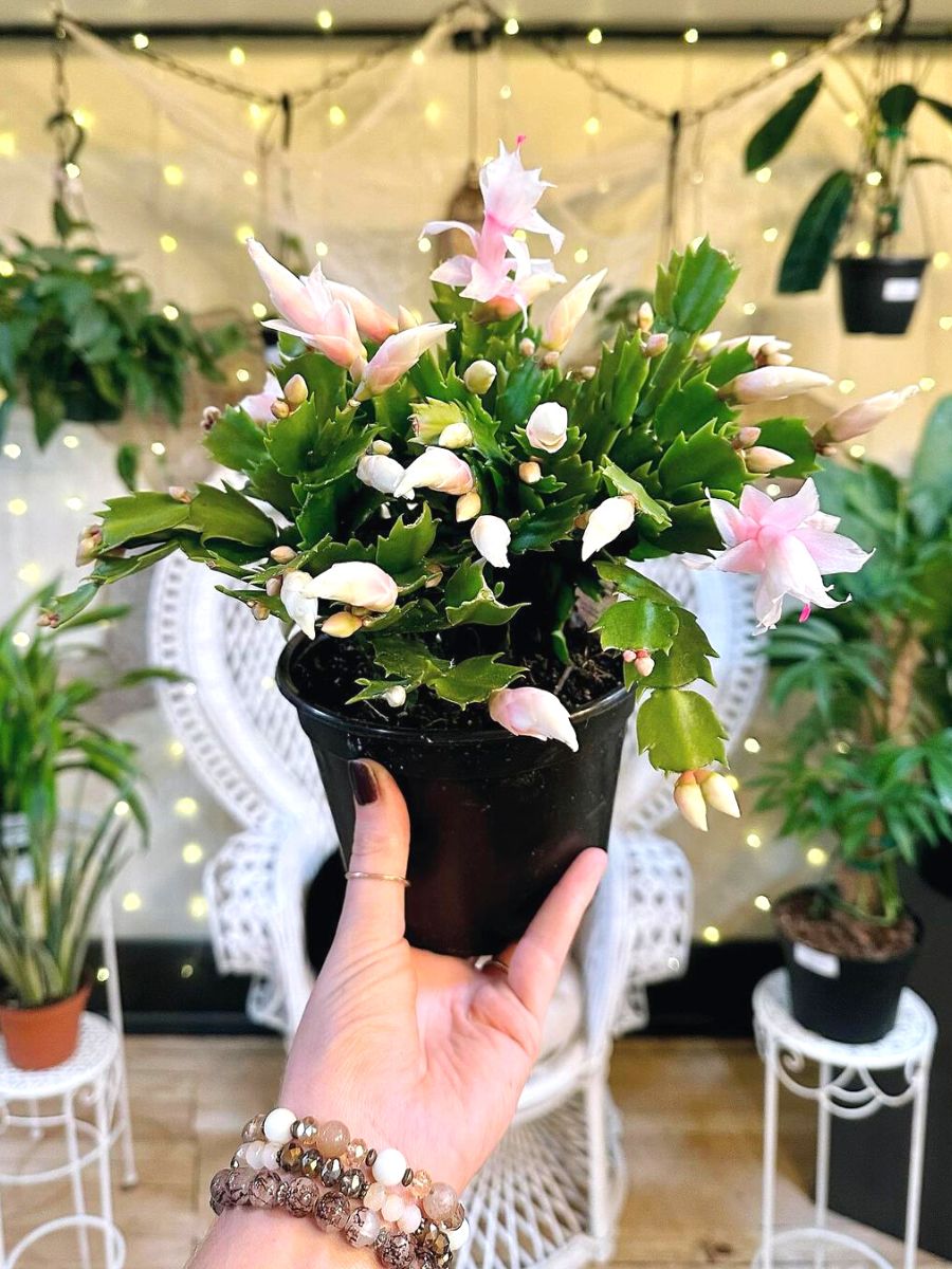A classical Christmas cactus in whitish pink tones