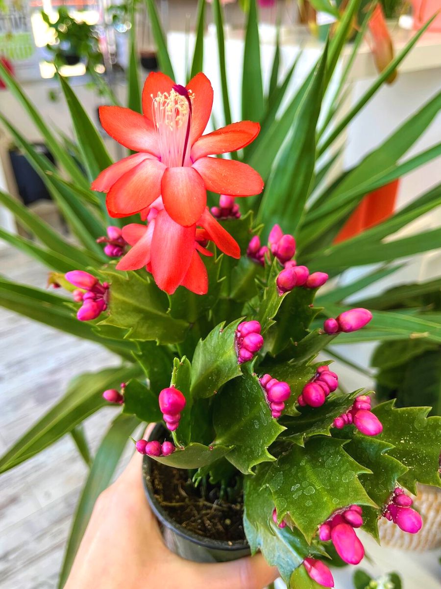 First red bloom of the Christmas Cactus