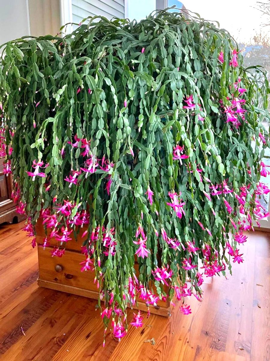 A fifty year old Christmas Cactus by Sara Gibson
