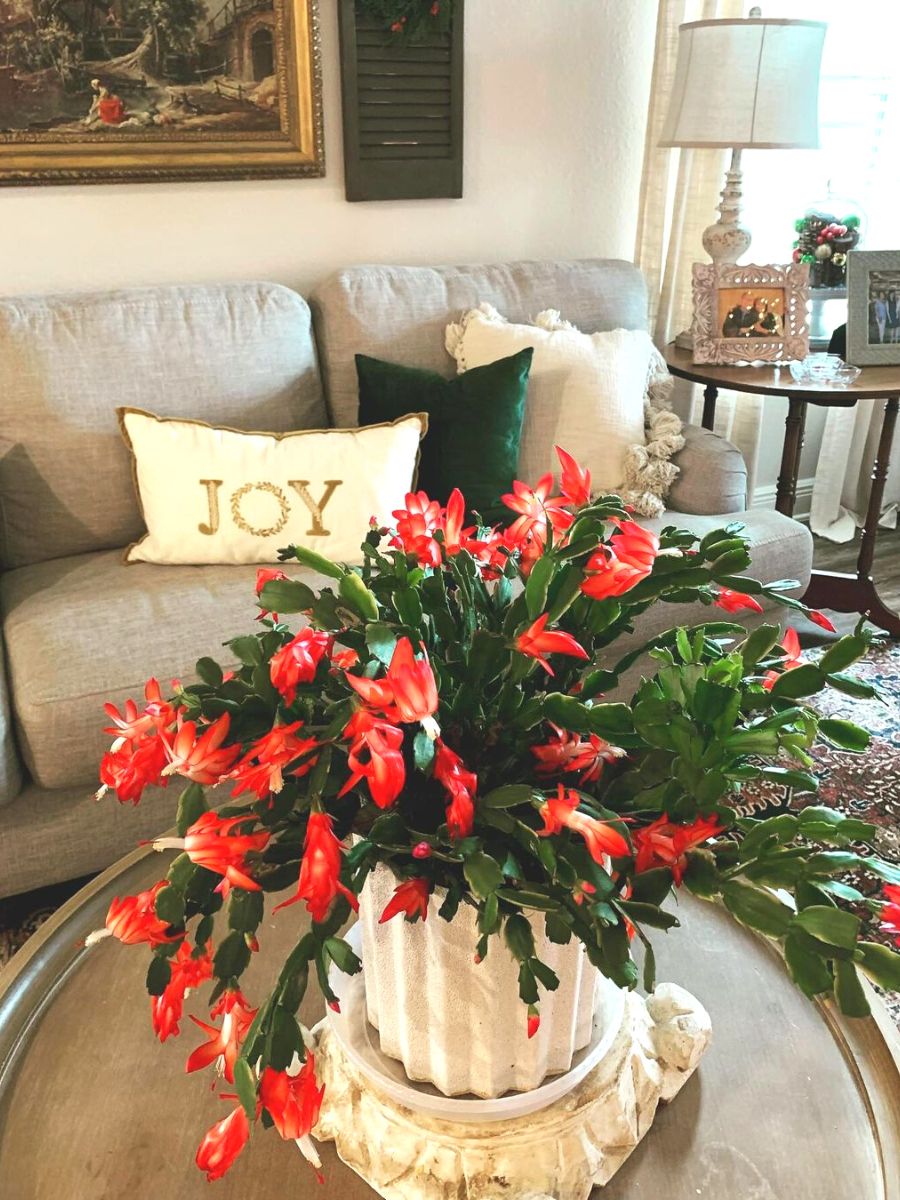 Christmas Cactus is the perfect holiday addition