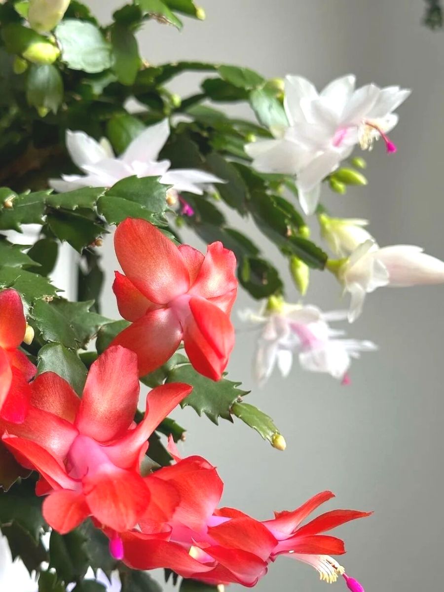 Christmas cactus flowers in red and white