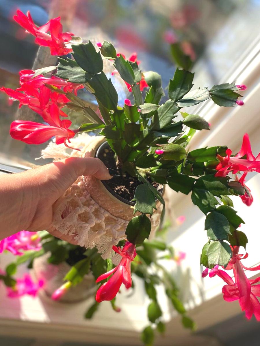 Care tips to get your Christmas cactus thriving