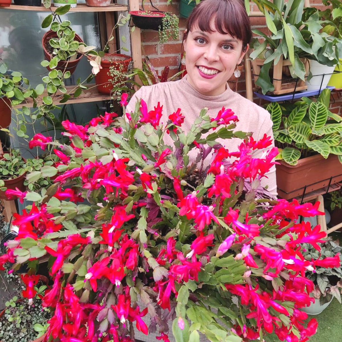 Happy owner with her Christmas cactus