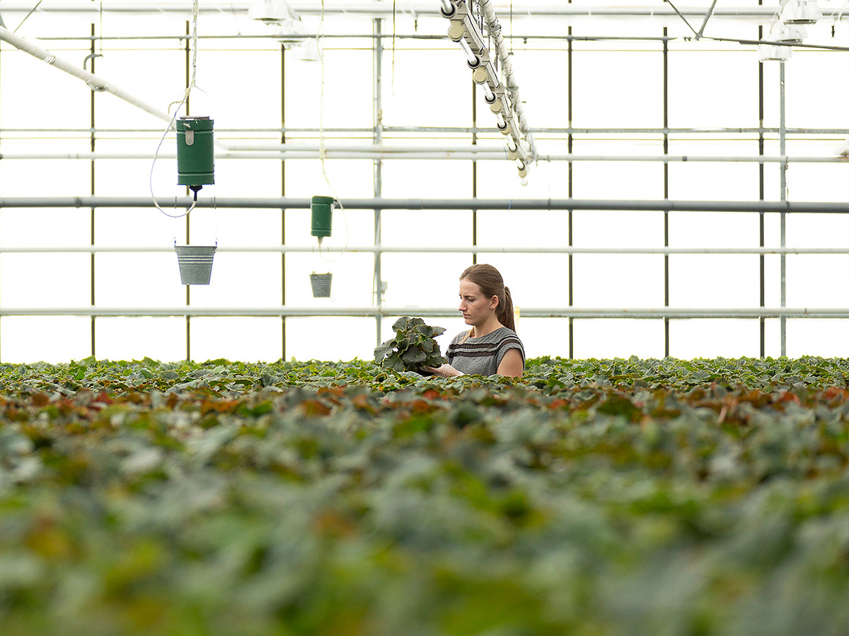 Woman working in greenhouse at Koppe Begonia