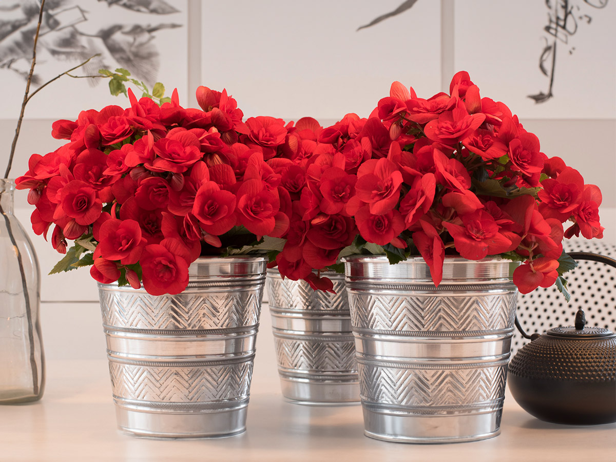 Red Begonia in three silver buckets