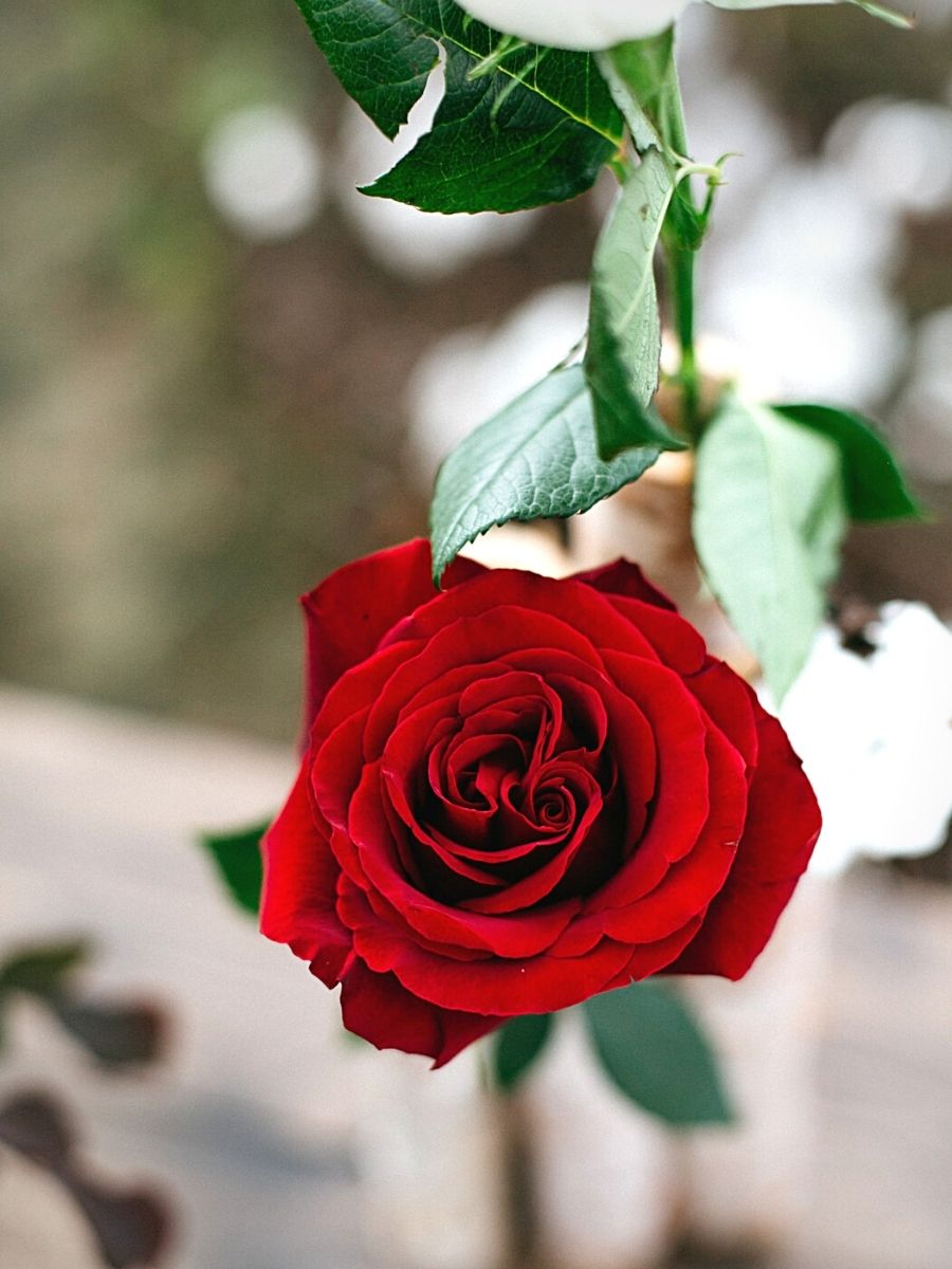 Most Beautiful Red Roses for Christmas