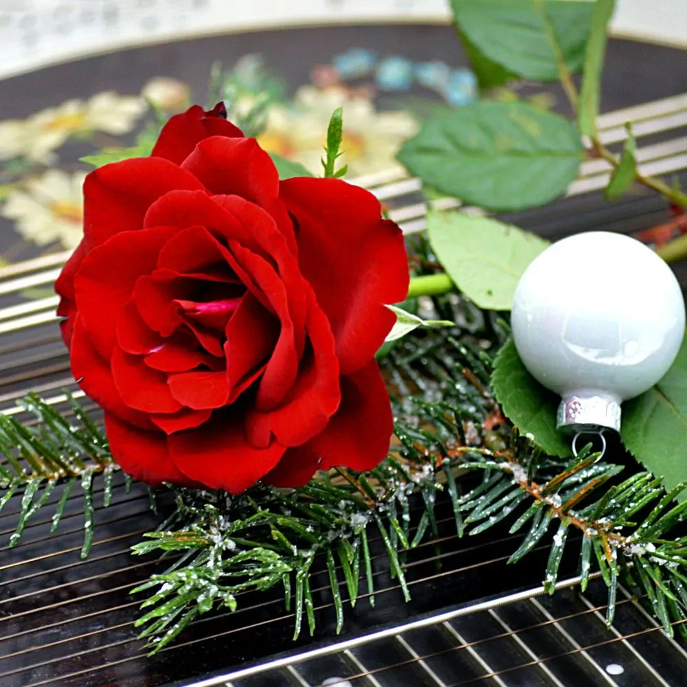 Red Roses Perfect for the Festive Season and Christmas Holidays
