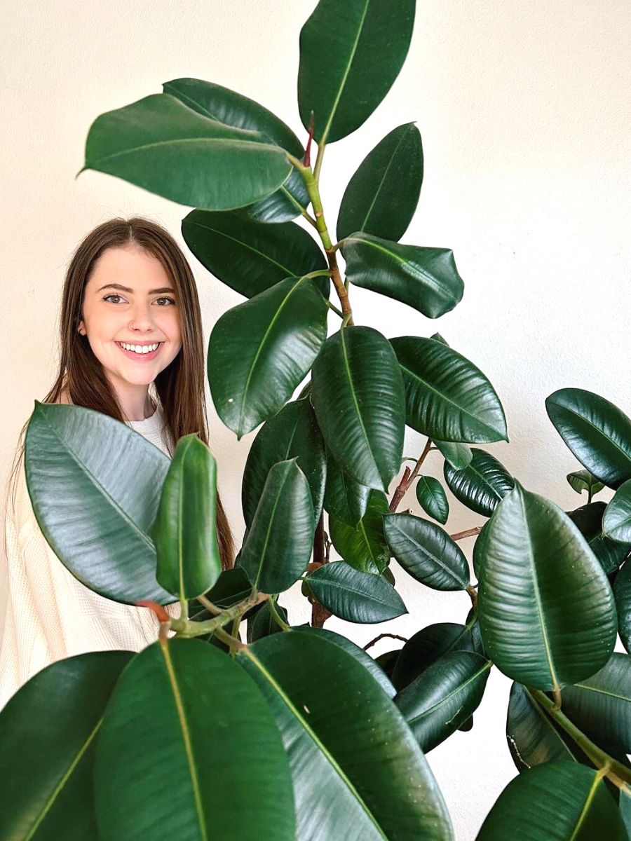 A happy owner with her Ficus Elastica