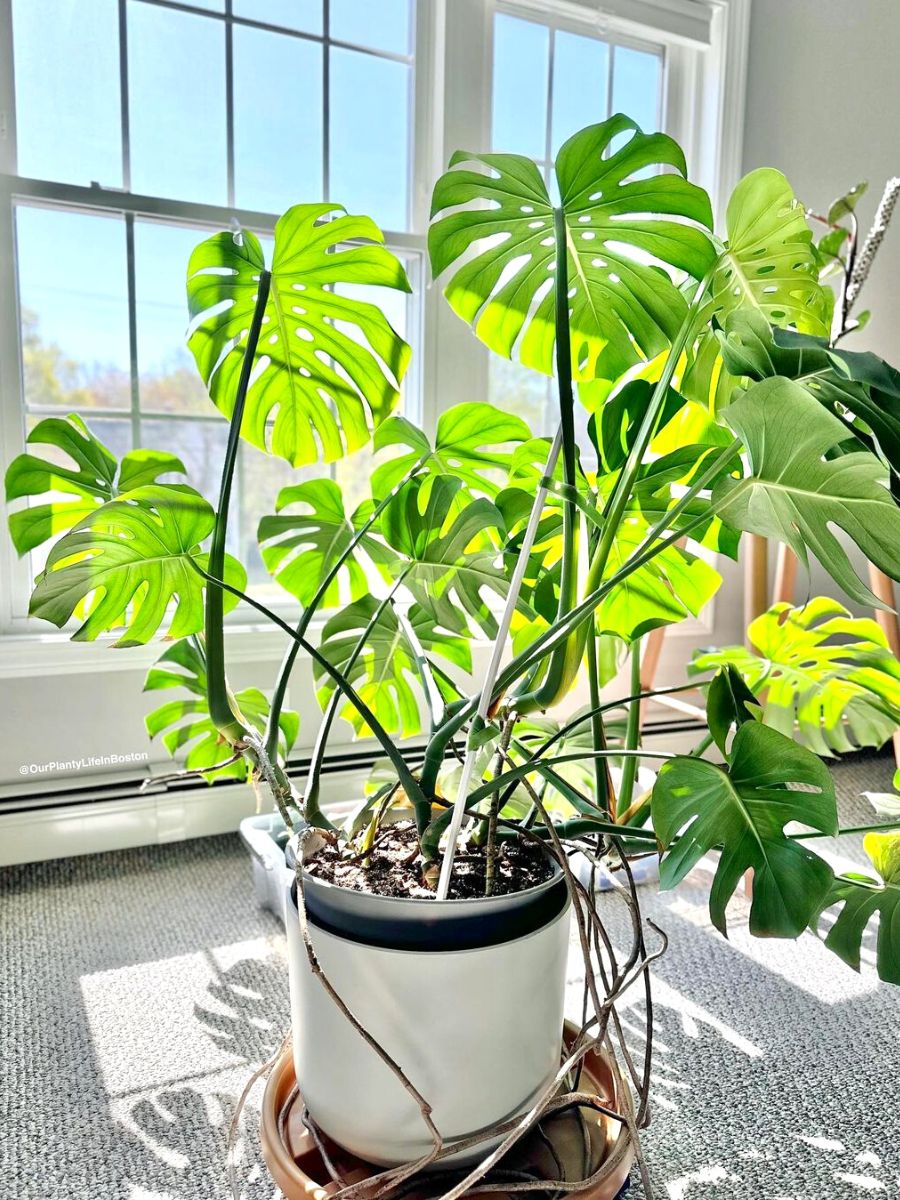 Monstera is the perfect plant for a Scandinavian interior