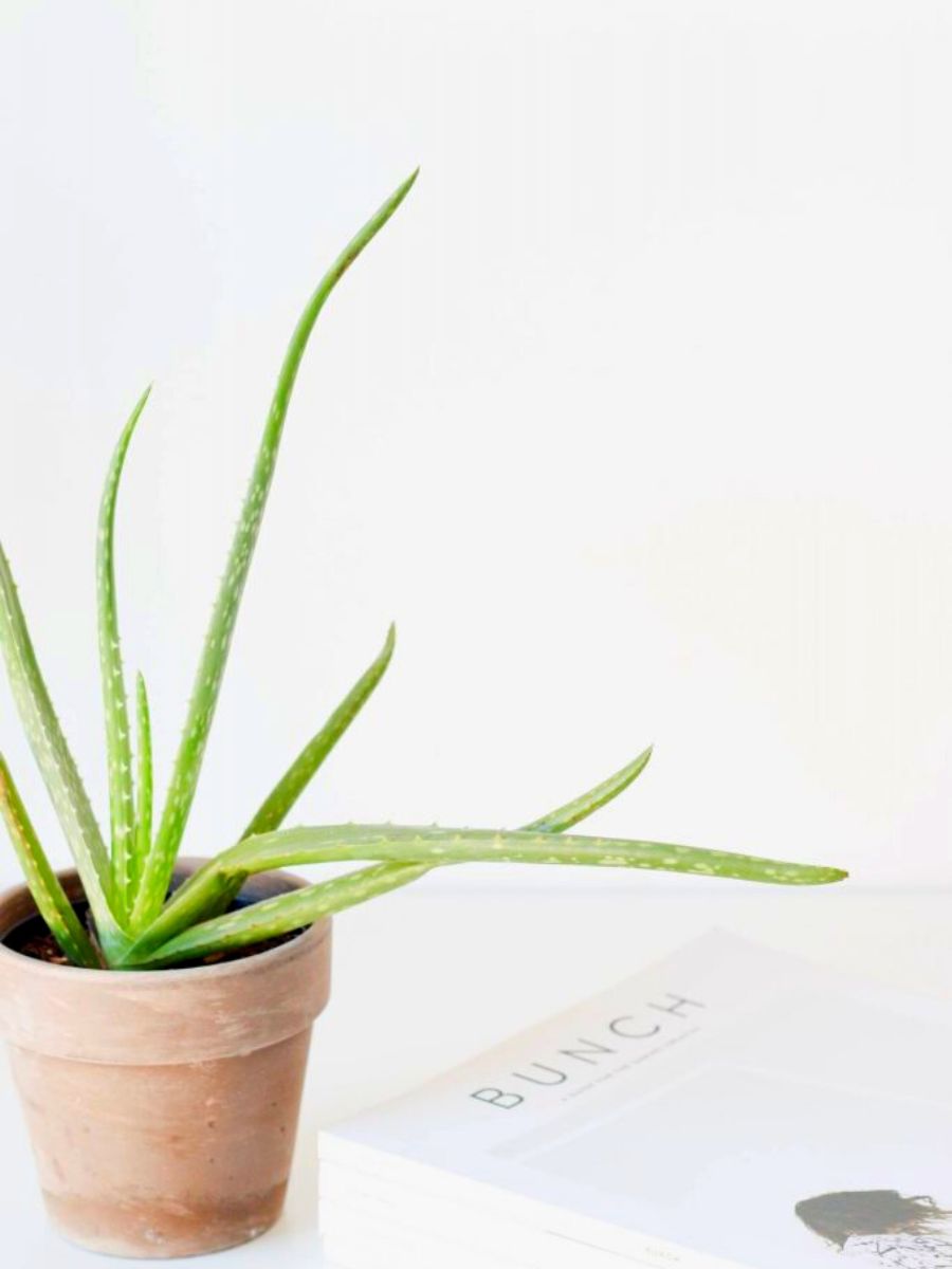 Aloe Vera fits the Scandi color palette perfectly