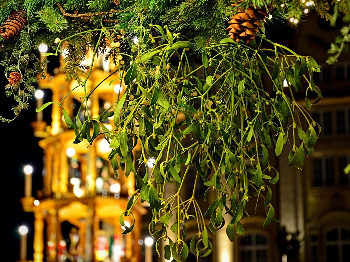 Mistletoe - The Famous Kissing Plant and Its Christmas Nuances - Article