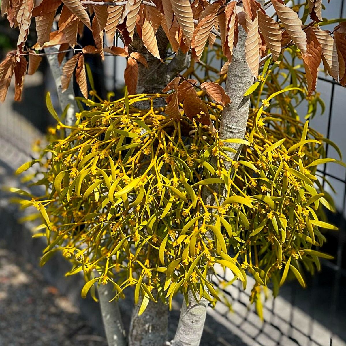 Mistletoe - The Famous Kissing Plant and Its Christmas Nuances - Article