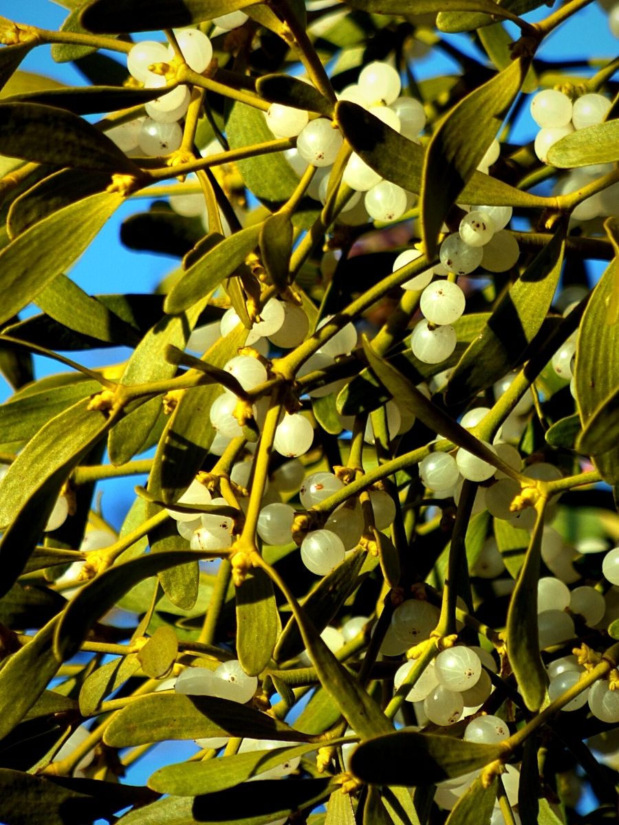 How mistletoe became an icon of Christmas •