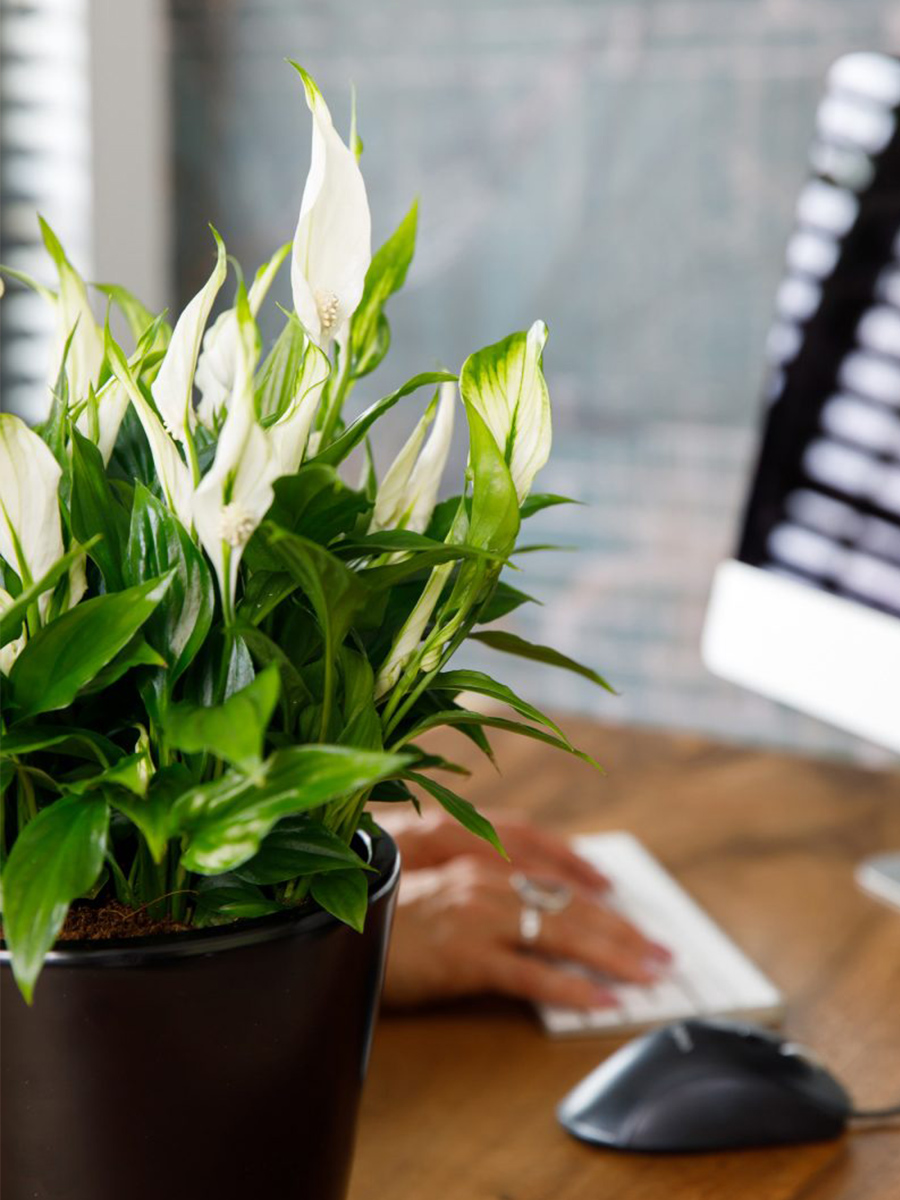 Spathiphyllum in an office