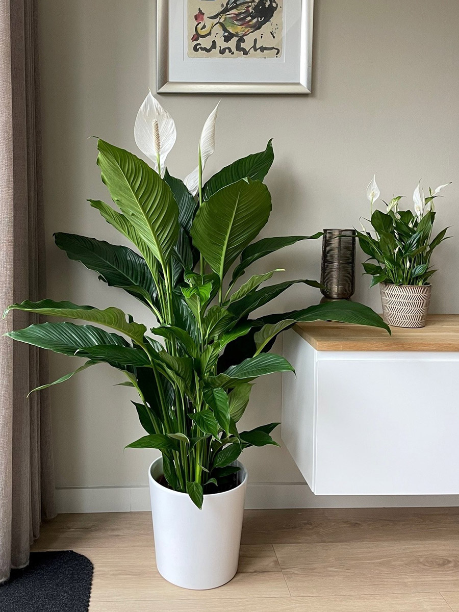 Spathiphyllum big and small
