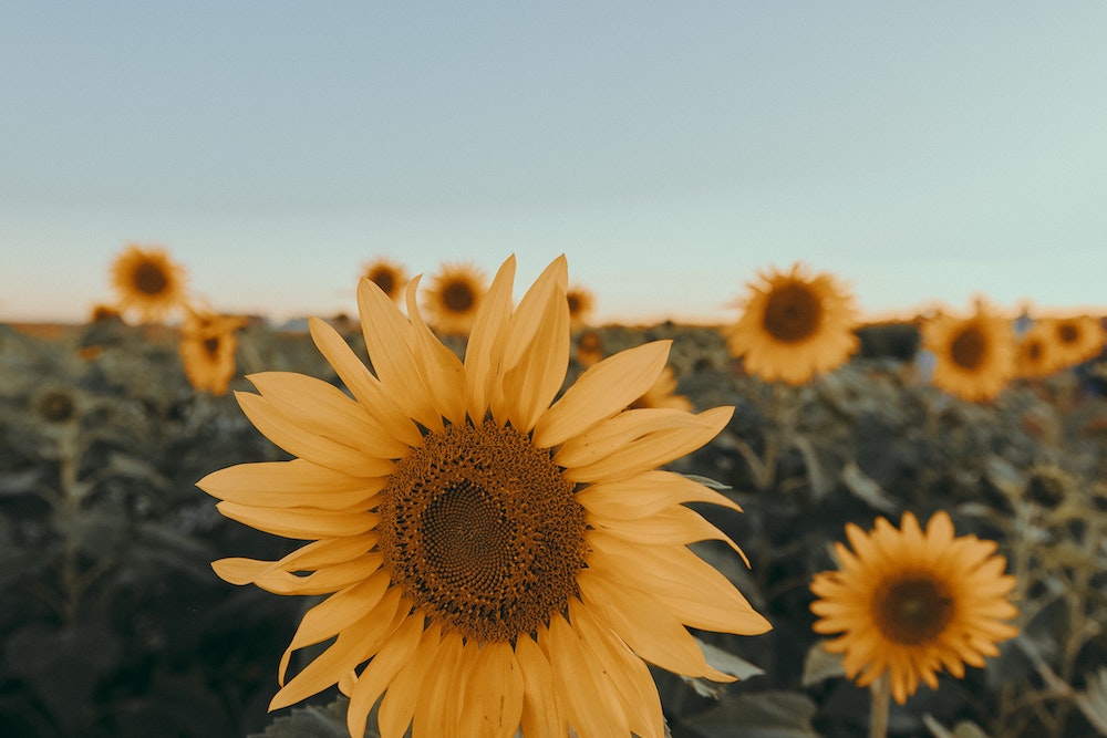 Helianthus Season - Everything You Need to Know About Sunflowers Helianthus Field