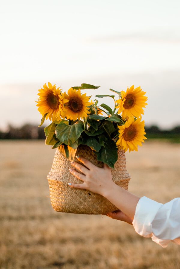 Helianthus Season - Everything You Need to Know About Sunflowers Meaning and Mythology