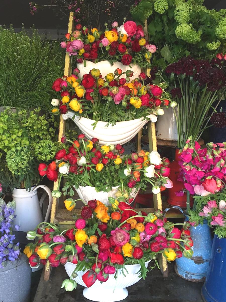 Happy flowers at a happy shop Scarlet and Violet