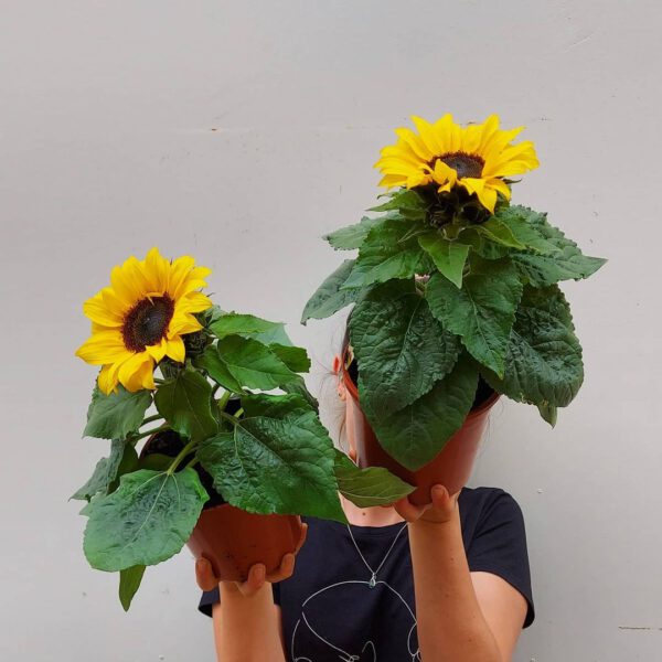 Helianthus Season - Everything You Need to Know About Sunflowers The Flower Parade