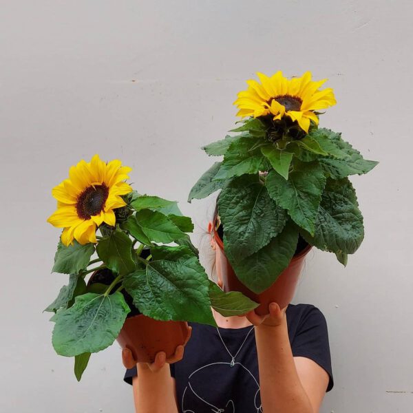 baby Helianthus 