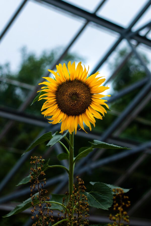 helianthus giganteus