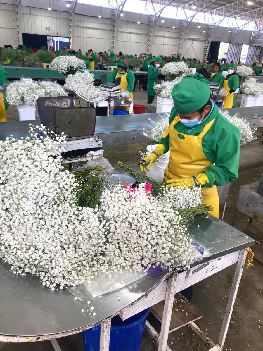 Gypsophila being cut and arranged to export
