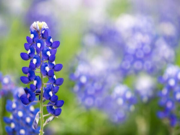 Texas Bluebonnet