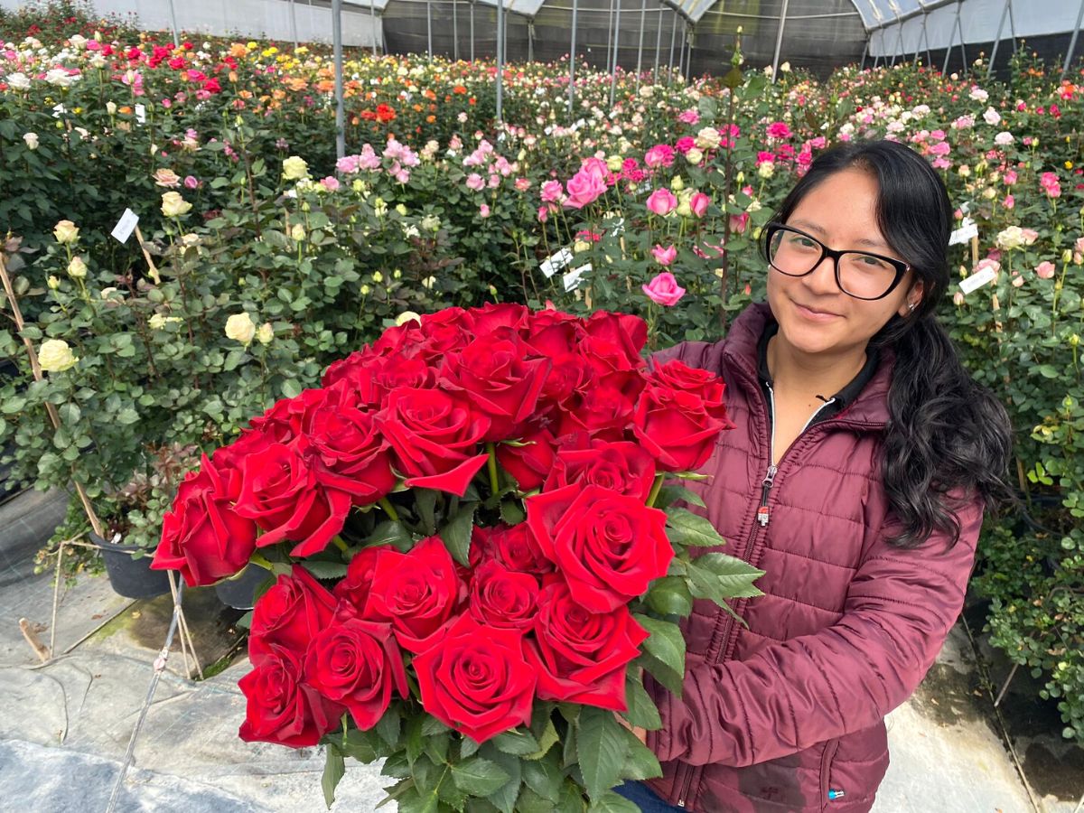 Ecuadorian Red Rose Explorer