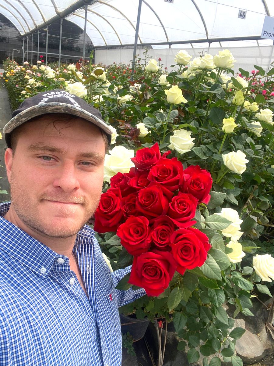 Aviram Krell with Red Explorer roses