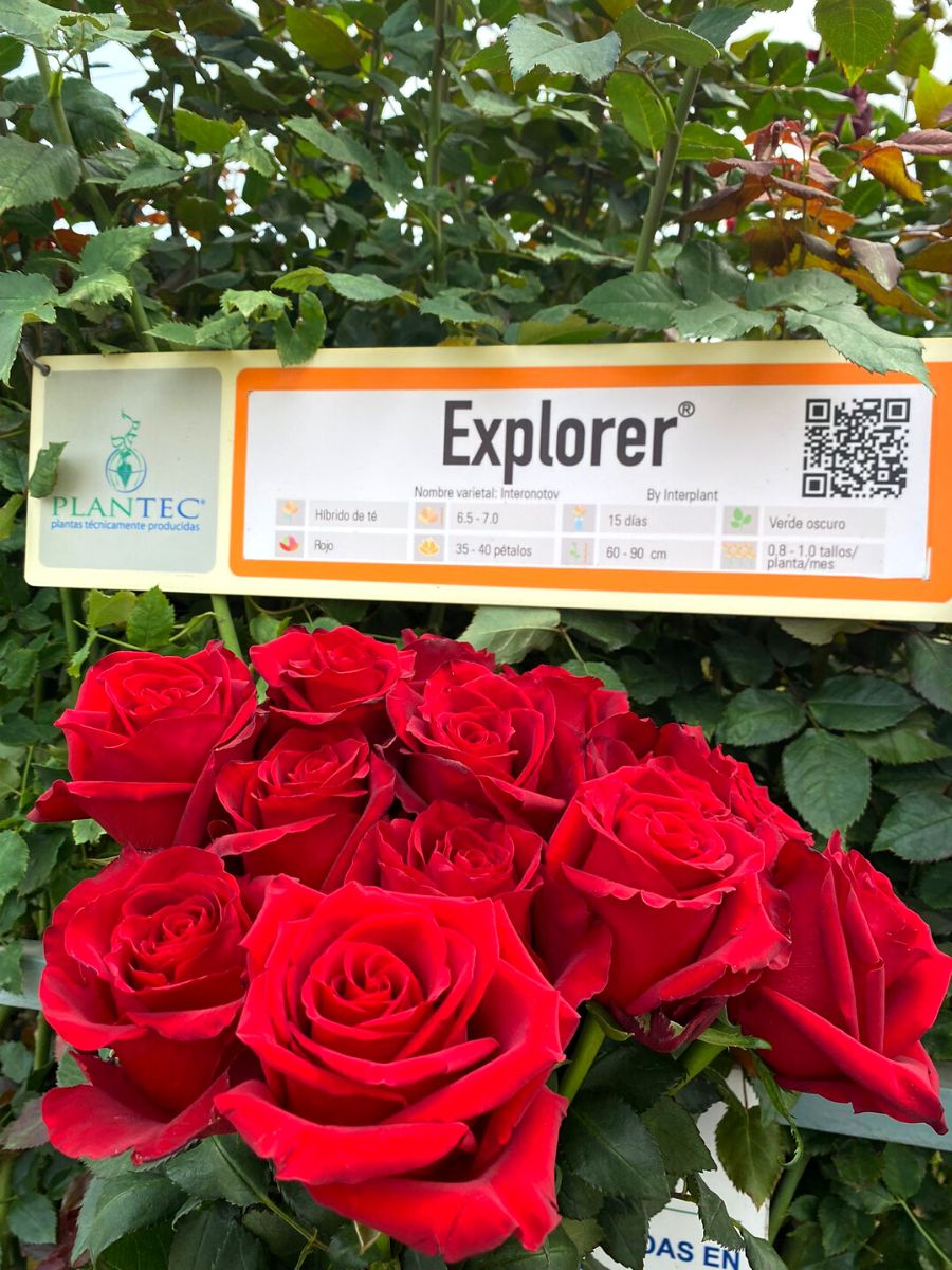 Red Explorer roses by Plantec
