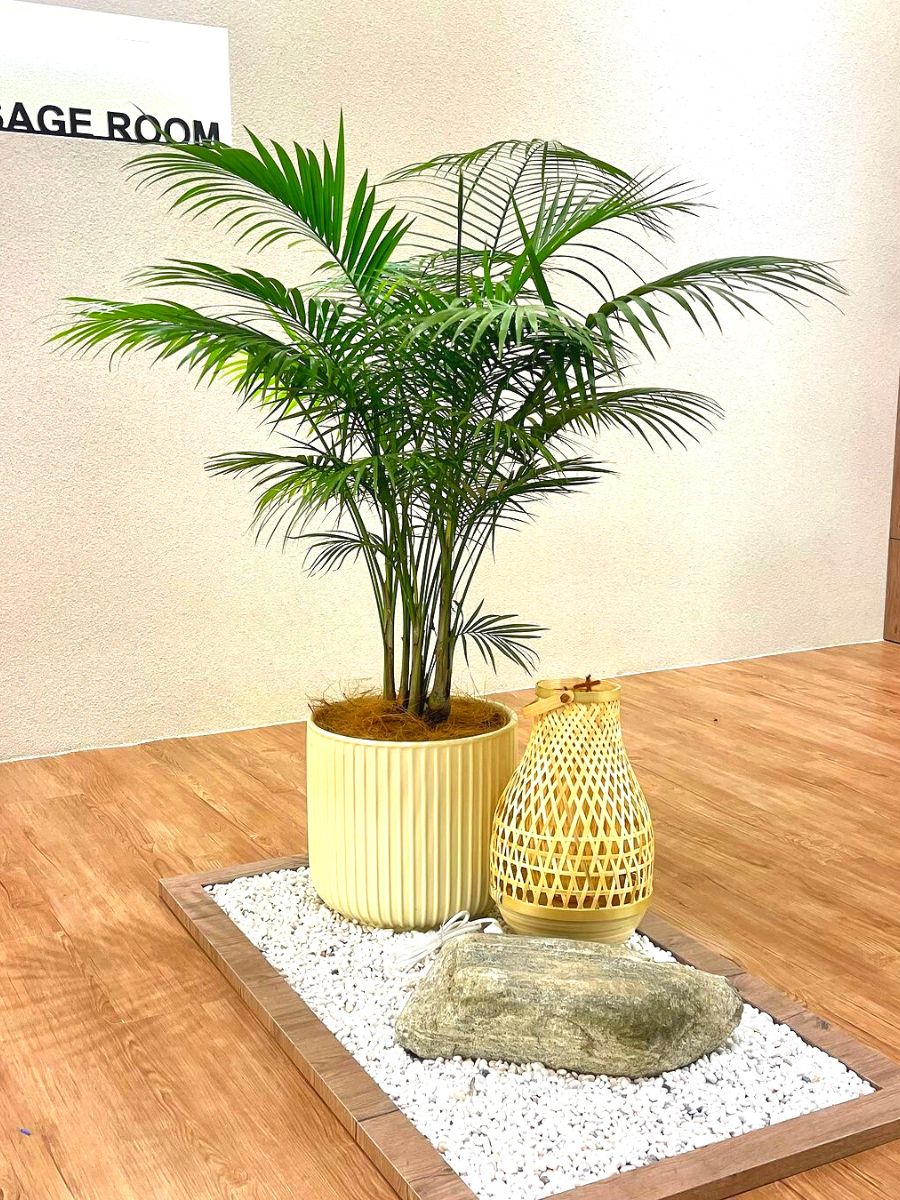 Las palmeras areca son las plantas perfectas para estudios de yoga