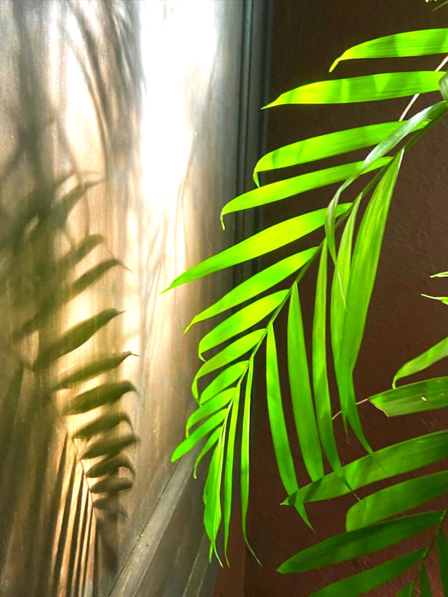 Palma de bambú y su sombra en ambiente interior.
