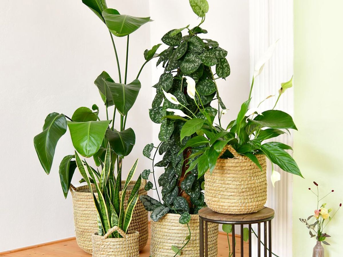 Peace Lily is an excellent air purifier along with snake plant