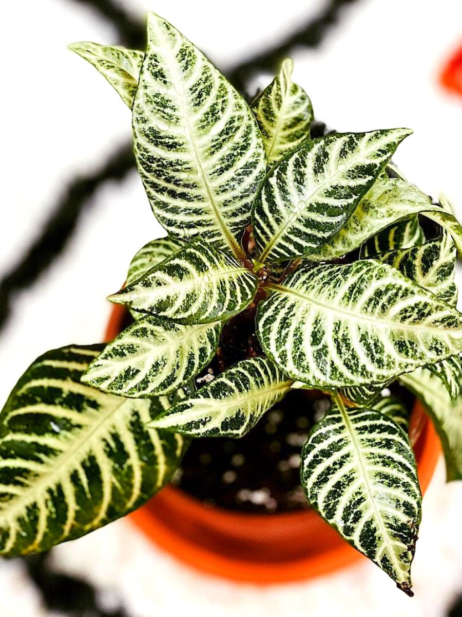 A beautiful potted zebra plant for indoor spaces