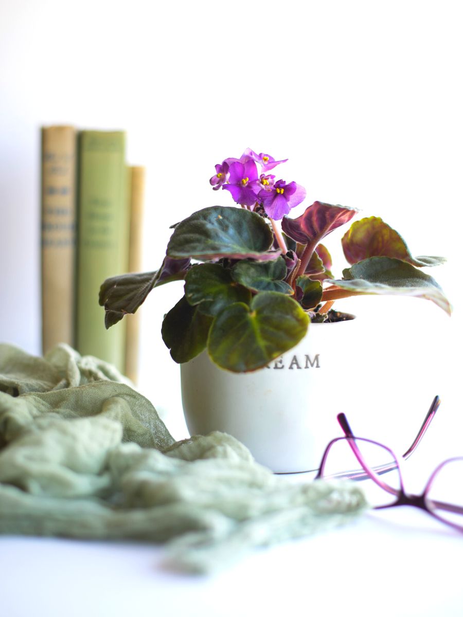 The African Violet will add color to any yoga space