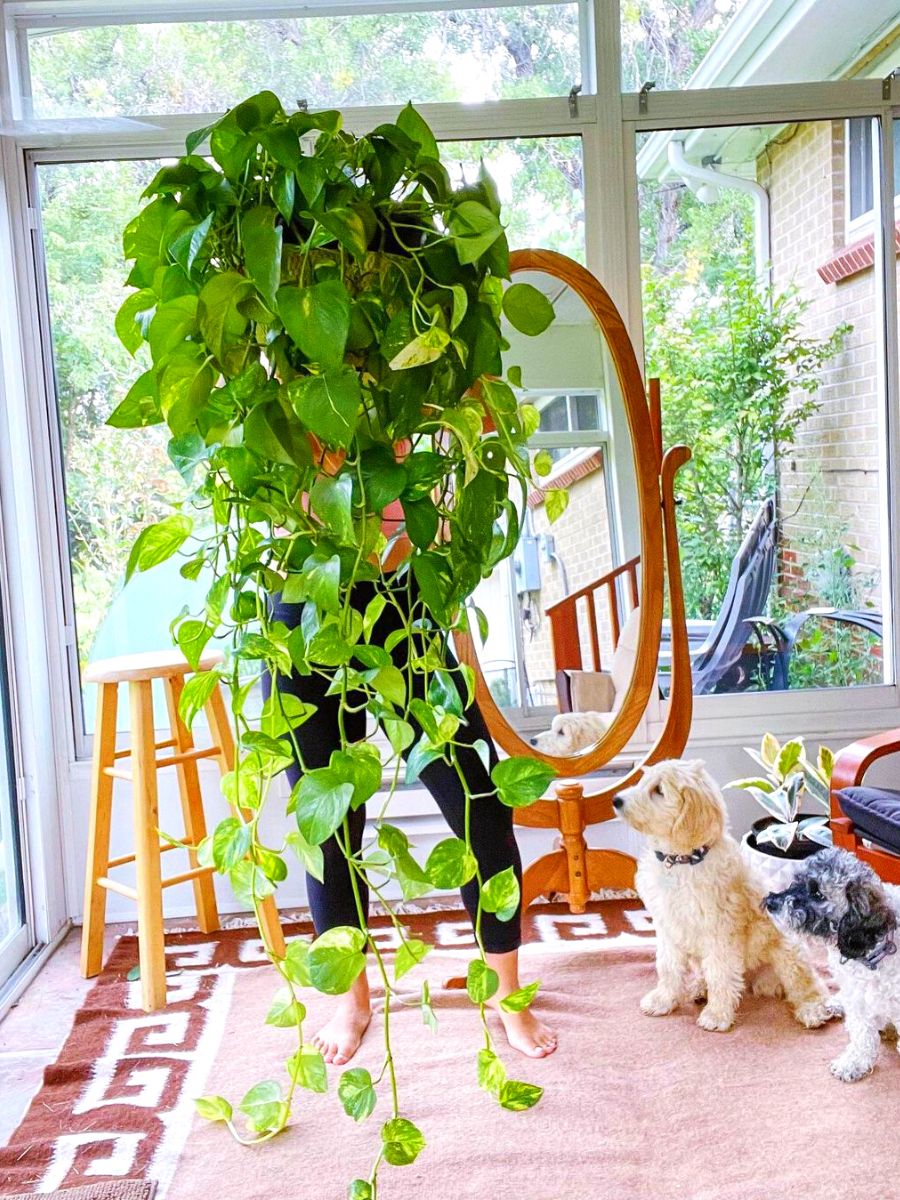 Golden Pothos is perfect to add to any meditation or yoga room
