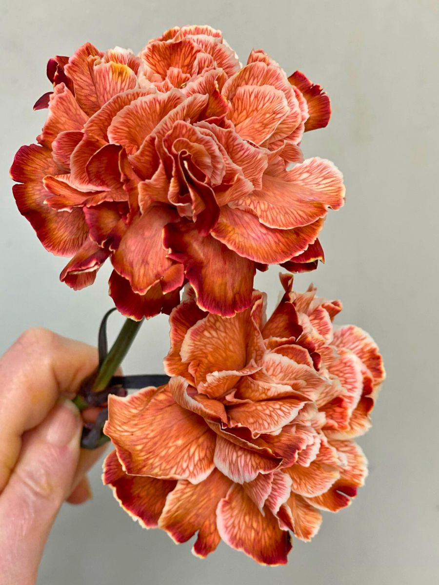 Brownie Carnations