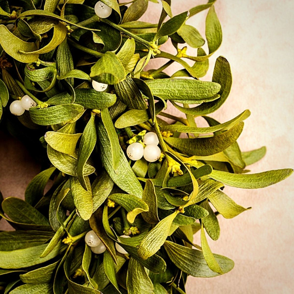 Mistletoe - The Famous Kissing Plant and Its Christmas Nuances