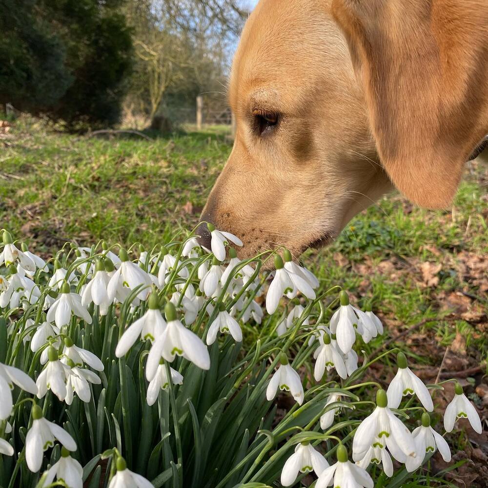 dog smell the snowdrops