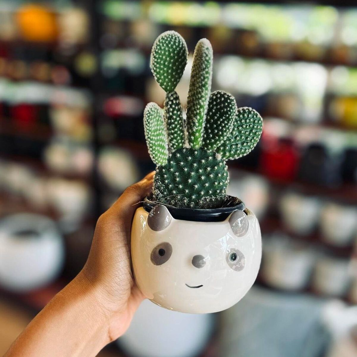 Bunny Ear cactus in a fun pot