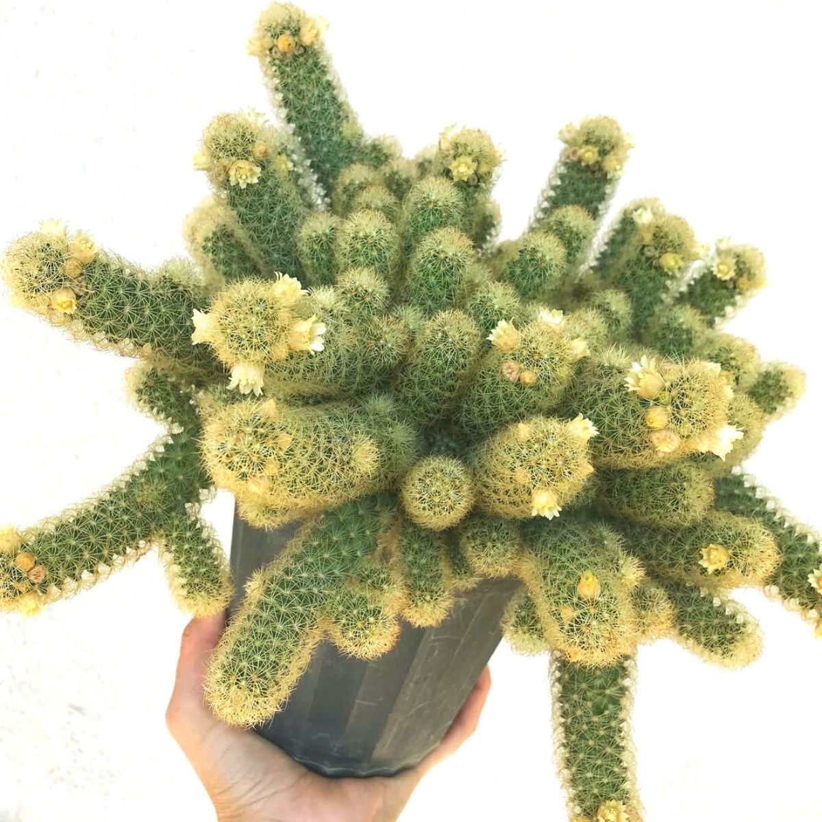 Ladyfinger cactus in full bloom